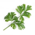 Семена целина листа, Lingot® Celery, VERITABLE Франция