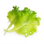 Семена маруля, Lingot® Butterhead Lettuce Organic, VERITABLE Франция