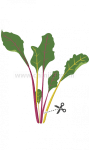 Семена манголд, Lingot® Swiss Chard Organic, VERITABLE Франция