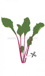 Семена листа цвекло, Lingot® Beet Greens Organic, VERITABLE Франция