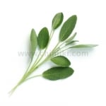 Семена градински чай листа, Lingot® Sage Organic, VERITABLE Франция