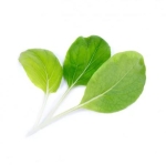 Семена салата Бок чой Lingot® Bok choi Organic, VERITABLE Франция