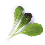 Семена Гигантска червена горчица Lingot® Red Giant Mustard Organic, VERITABLE Франция