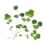 Семена салата Бърнет Lingot® Salad Burnet Organic, VERITABLE Франция