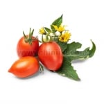 Семена червени чери домати, Lingot® Red Cherry tomato, VERITABLE Франция