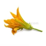 Семена цвят от тиква, Lingot® Zucchini Flowers Organic, VERITABLE Франция
