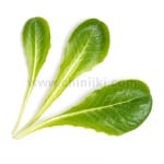 Семена салата, Lingot® Romaine Lettuce, VERITABLE Франция