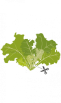 Семена салата дъбов лист, Lingot® Oakleaf Lettuce Organic, VERITABLE Франция