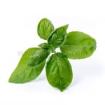 Семена сладък босилек, Lingot® Sweet Basil Organic, VERITABLE Франция