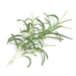Семена розмарин, Lingot® Rosemary, VERITABLE Франция