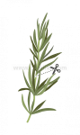 Семена розмарин, Lingot® Rosemary, VERITABLE Франция