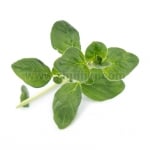 Семена риган, Lingot® Oregano Organic, VERITABLE Франция