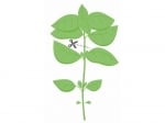 Семена босилек мамут, Lingot® Mammoth Basil Organic, VERITABLE Франция