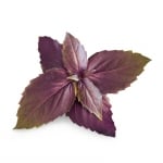 Семена лилав босилек, Lingot® Purple Basil Organic, VERITABLE Франция