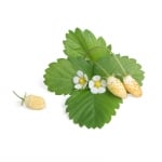 Семена бели диви ягоди, Lingot® White Wild Strawberry, VERITABLE Франция